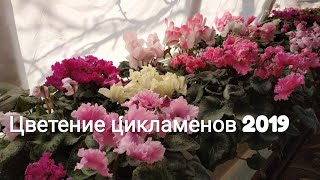 Цикламен Cyclamen Цветение цикламенов 2019г [upl. by Delaney567]