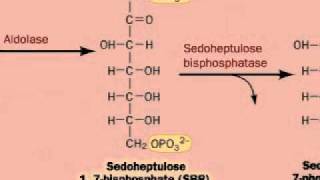 Regeneration of Ribulose15bisphosphate RuBP [upl. by Enneyehc]