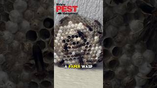 🚨Wasp Nest Removal in Kansas City ⚠️ 🐝🐝🐝 [upl. by Etteyafal]