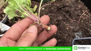 How to Propogate Heuchera [upl. by Huberman]