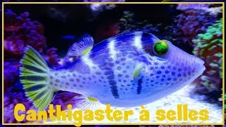 Canthigaster valentini  Bleeker 1853  Tetraodontidae  Canthigaster à selles  122018 [upl. by Dimitry]