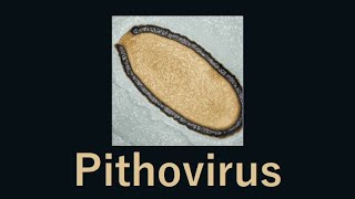 30000 year old giant virus comes back to life Pithovirus [upl. by Vanden]