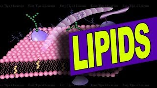 What are Lipids  Biology Animation [upl. by Ayalahs]