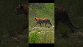 RARE AND REAL TIGER SEEN AT BARDIYA NATIONAL PARK [upl. by Aneloj]