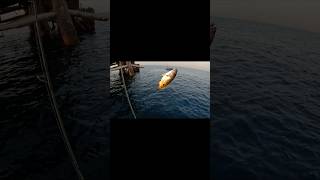 C amp R BLACK SPOT SNAPPER kuwait snapper casting fishing الكويت fish DJI dji [upl. by Haliled]