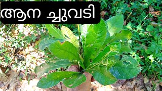 ആനച്ചുവടി \ Anachuvadi Plant Malayalam \ Elephantopus Scaber Plant [upl. by Ongineb359]