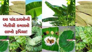 Cinnamomum tamala માત્ર આ પાંદડાઓની ખેતી ખેડૂતોને બનાવશે માલામાલ લાખો રૂપિયા કમાઇ શકશો [upl. by Nyret641]