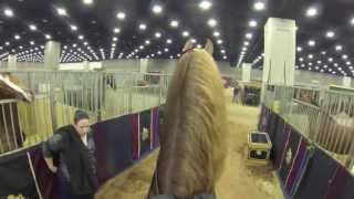 Stake Night Worlds Championship Horse Show 2013 FiveGaited Stake quotVideo Cam Perspectivequot [upl. by Arateehc79]