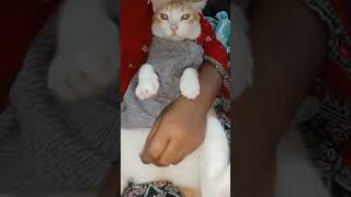 Mashallah bigcat wear sweater largecat cat bigcatslife catlover catvideos cute [upl. by Ellehcan]