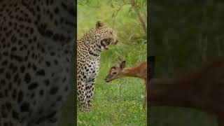 wildlife animals tiger dear hunting jungalsafari safari shorts shortsfeed youtubeshorts [upl. by Audrie776]