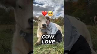 Why a Cow Makes the Perfect Pet Surprising Benefits Revealed cute animals shorts [upl. by Estelle638]