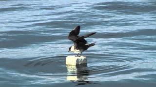 Parasitic Jaeger Arctic Skua  Stercorarius parasiticus [upl. by Ahsac]