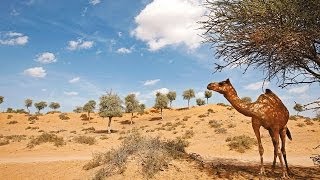 Desert and nature at Banyan Tree Al Wadi in Ras Al Khaimah [upl. by Neit]