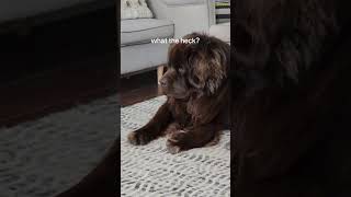 Newfoundland dog and kitten are the best of friends [upl. by Lanie998]