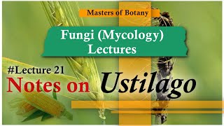 Lecture 21  Ustilago Life cycle Loose amp Covered Smut  Fungi Mycology Lecture  Notes [upl. by Twedy556]