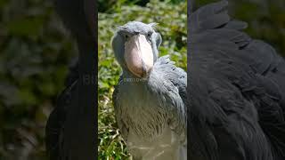 Shoebill Bird Documentary  Facts  IQ  Storks sound [upl. by Refinne]