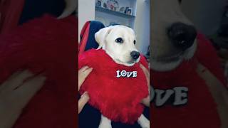 Jimmy ne sab ko bhaga diya😂 minivlog dogbreed labrador dog dogmama dogsworld dogtv [upl. by Ainocal]