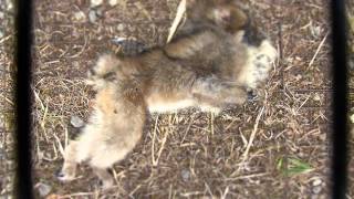 Timelapse of Maggots on a Dead Japanese Macaque L1 ニホンザル死骸の生物分解【微速度撮影】 [upl. by Esilehs93]