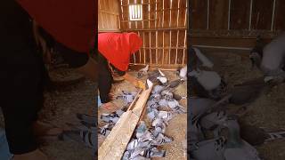 Pigeons feeding in loft pigeon birds pigeonsloft duckfeed nature [upl. by Camus]