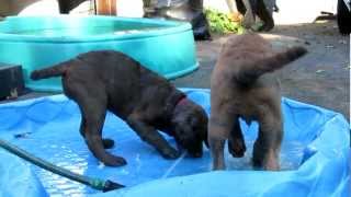 Chesapeake Bay Retriever 12 week old puppies water play at Chesamo ChesapeakesMOV [upl. by Leonidas]