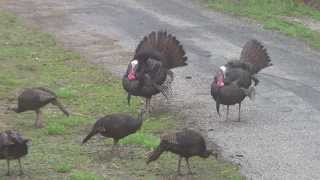 wild turkeys gobbling 41813 [upl. by Ahsirpac]