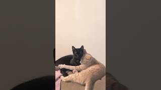 So This is love cat catlover catvideos shorts kitten ねこ [upl. by Norek]