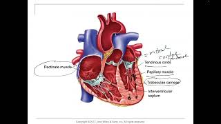 HeartEndocardium pectinate muscles and trabeculae carneae papillary muscles and chordae Tendineae [upl. by Maiah]