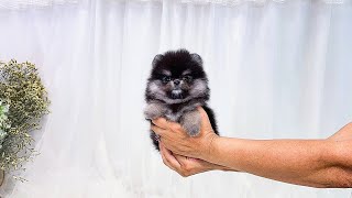 Teacup Pomeranian Female Puppy  Fran [upl. by Evelin]