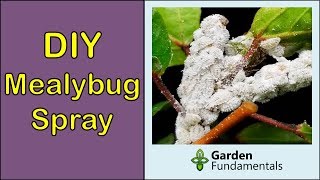 How to Get Rid of Mealybugs DIY spray with baby oil [upl. by Ameekahs]