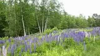 Field of Lupine in Sugar Hill [upl. by Leumhs724]