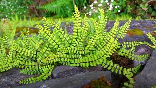 Maidenhair Spleenwort  Asplenium trichomanes ssp quadrivalens [upl. by Isidor974]