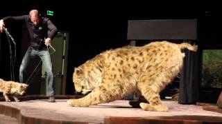 Saber Toothcat At The Natural History Museum In Los Angeles [upl. by Aneekas]