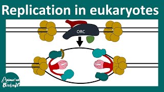 DNA replication in Eukaryotes  Prokaryotic vs Eukaryotic DNA replication  Molbio  CSIR NET [upl. by Yma]