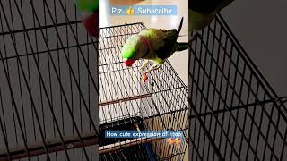 How cute expression of titoo parrot trending viral short video [upl. by Netsirk]