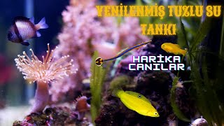 Macro alg  Reef Tankı I Deniz Akvaryumunda Değişiklikler [upl. by Camila]