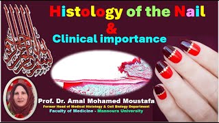 3 Histology of the Nail amp Nail Diseases Dr Amal mohamed moustafa [upl. by Anallese]