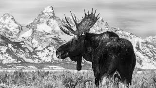 Moose  Grand Teton National Park [upl. by Oidgime414]