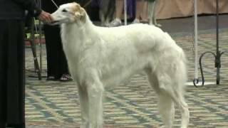 The 2010 Borzoi National Specialty [upl. by Opiuuk]