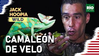 Camaleón de Velo  Jack Hoopia Wild in America [upl. by Aroved]