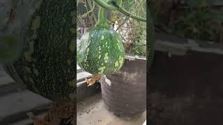 Organic winter squash of my terrace garden [upl. by Nella950]