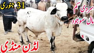 Luddan Mandi Live For Qurbani 2024 Cholistani Sahiwal Bachre  Global Village Farming [upl. by Maryrose656]