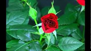 Blooming Red Rose Timelapse [upl. by Culver]