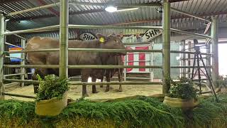 Brandwater Boerdery Droughtmaster en Brahman veiling regstreeks vanaf Fouriesburg [upl. by Kirrad]