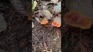 Never seen orange mushroom Are they candycap pnw snohomish [upl. by Irmgard43]