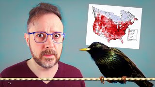 Lets Talk About Americas Starling Problem [upl. by Gnus]