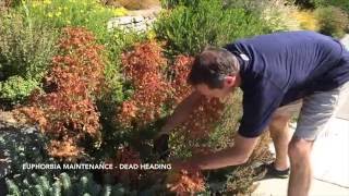 How to Maintain Euphorbia  Dead Heading [upl. by Cochrane129]