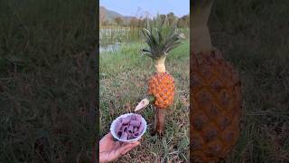 Survival Skills SIMPLE and USEFUL with soap and Pineapplecamping bushcraft outdoors [upl. by Beaulieu]