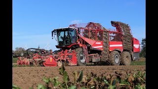 Rübenernte 2022 Grimme Rexor 6300 Platinum Zuckerrüben roden [upl. by Hess]