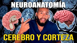 NEUROANATOMÍA  Hemisferios Cerebrales y Corteza Pt I Surcos Giros Áreas de Brodmann Lóbulos [upl. by Annayehc549]