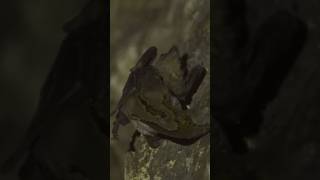 The Reticulated Python fyp viralvideo shorts snake nature documentary [upl. by Neitsabes]